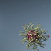 spherical nucleic acids